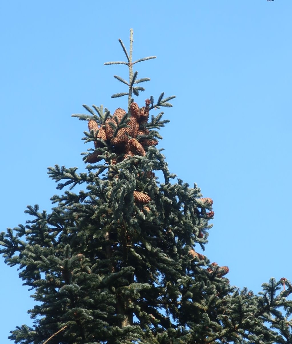 Abies procera 2_Walleshausen_2025-02-15.jpg