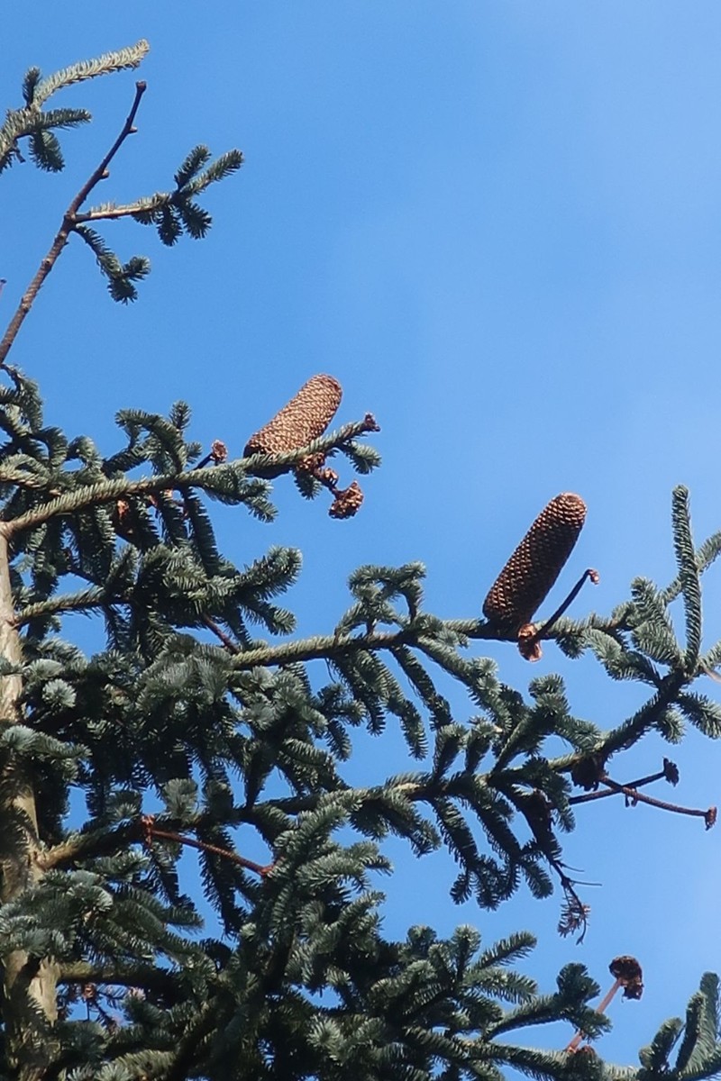 Abies procera 3_Walleshausen_2025-02-15.jpg