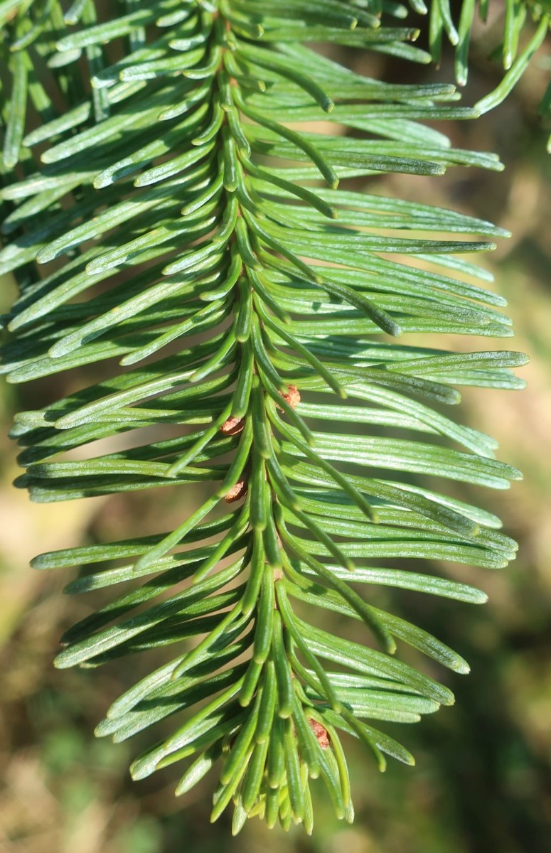 Abies procera 5_Walleshausen_2025-02-15.jpg