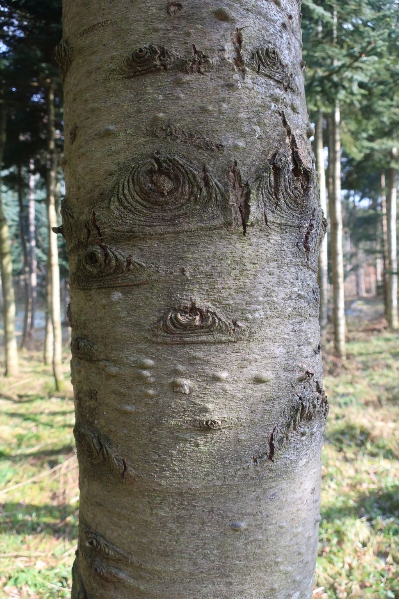 Abies procera 8_Walleshausen_2025-02-15.jpg