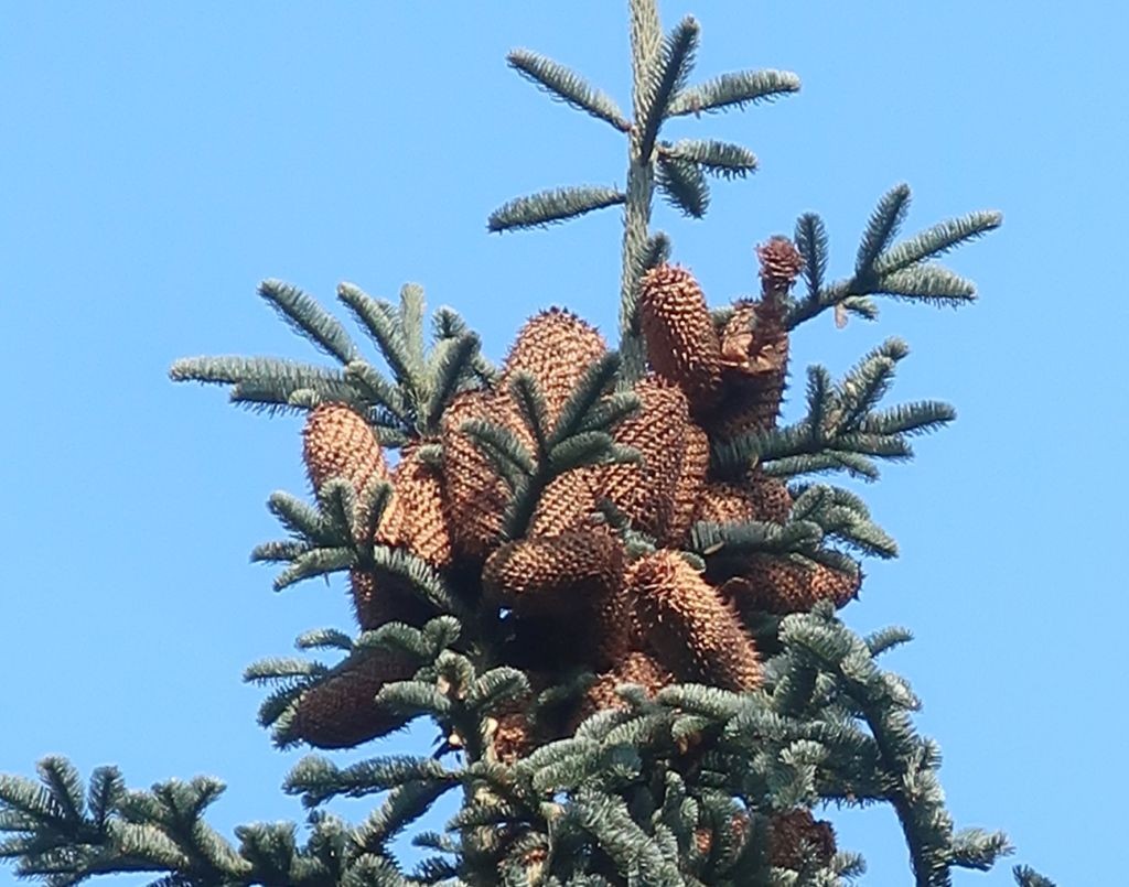 Abies procera 9_Walleshausen_2025-02-15.jpg