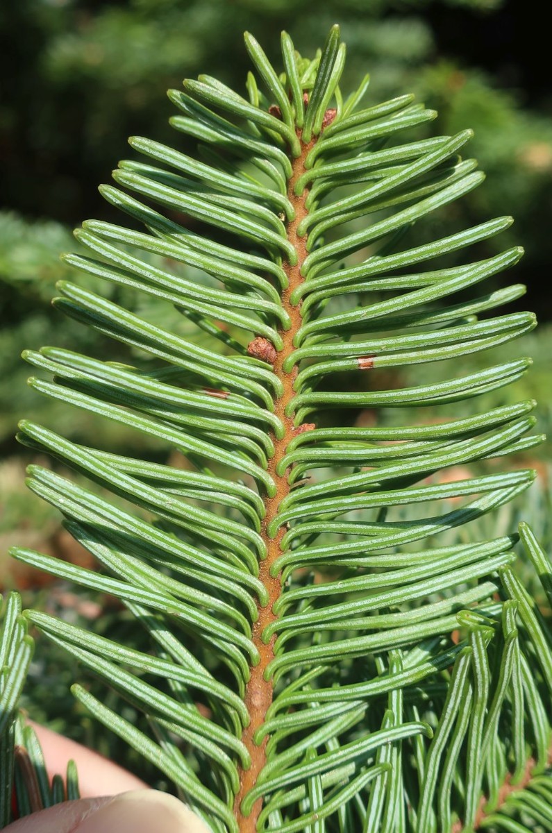 Abies procera 6_Walleshausen_2025-02-15.jpg