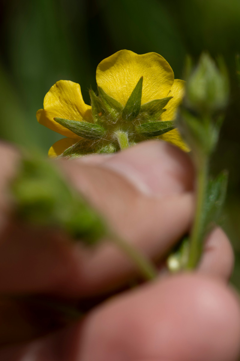 Potentilla recta ssp obscura 01.jpg