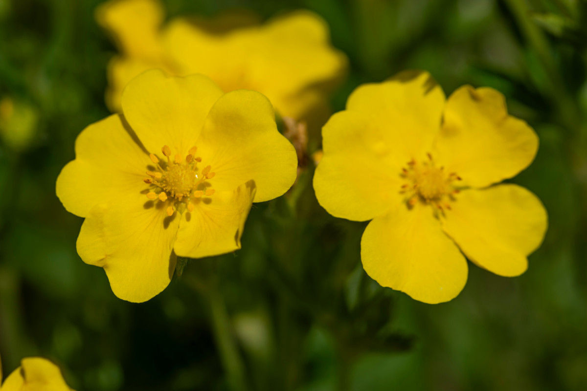 Potentilla recta ssp obscura 02.jpg