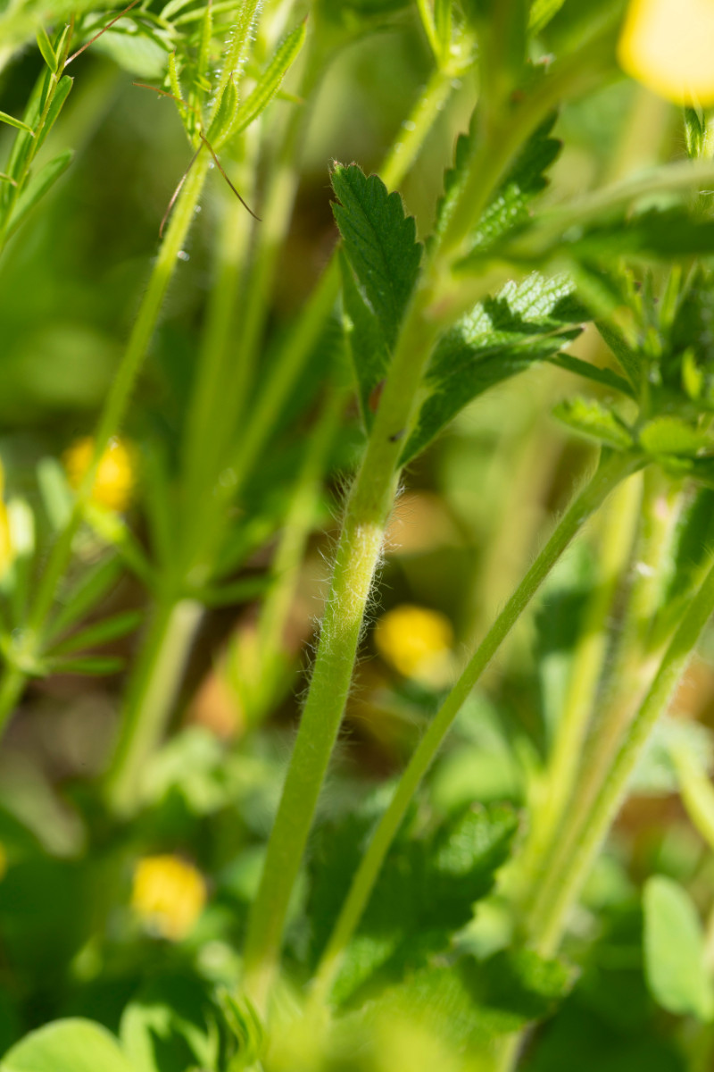 Potentilla recta ssp obscura 05.jpg