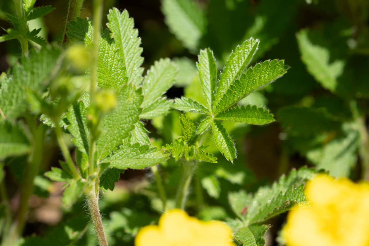 Potentilla recta ssp obscura 12.jpg