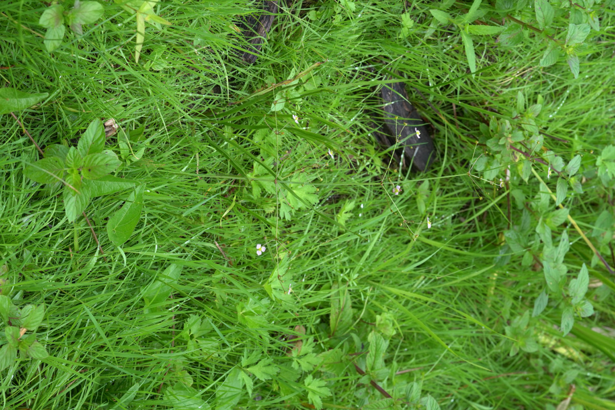 DSC03260.JPG