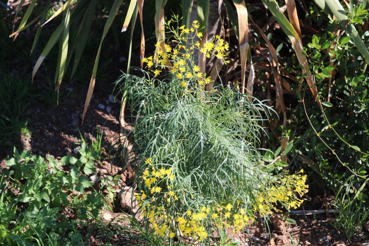 IMG_4002 Sonchus arboreus.JPG