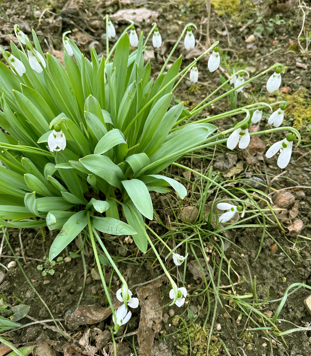 Galanthus elwesii GartenWe 25 I1.jpg