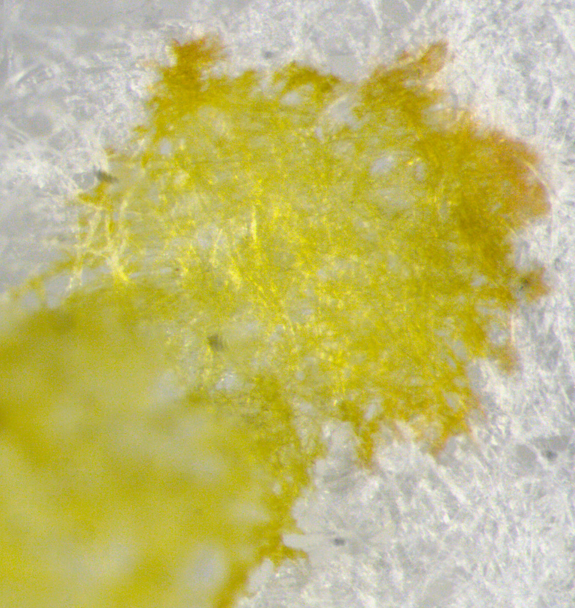 cladonia_digitata_7.jpg