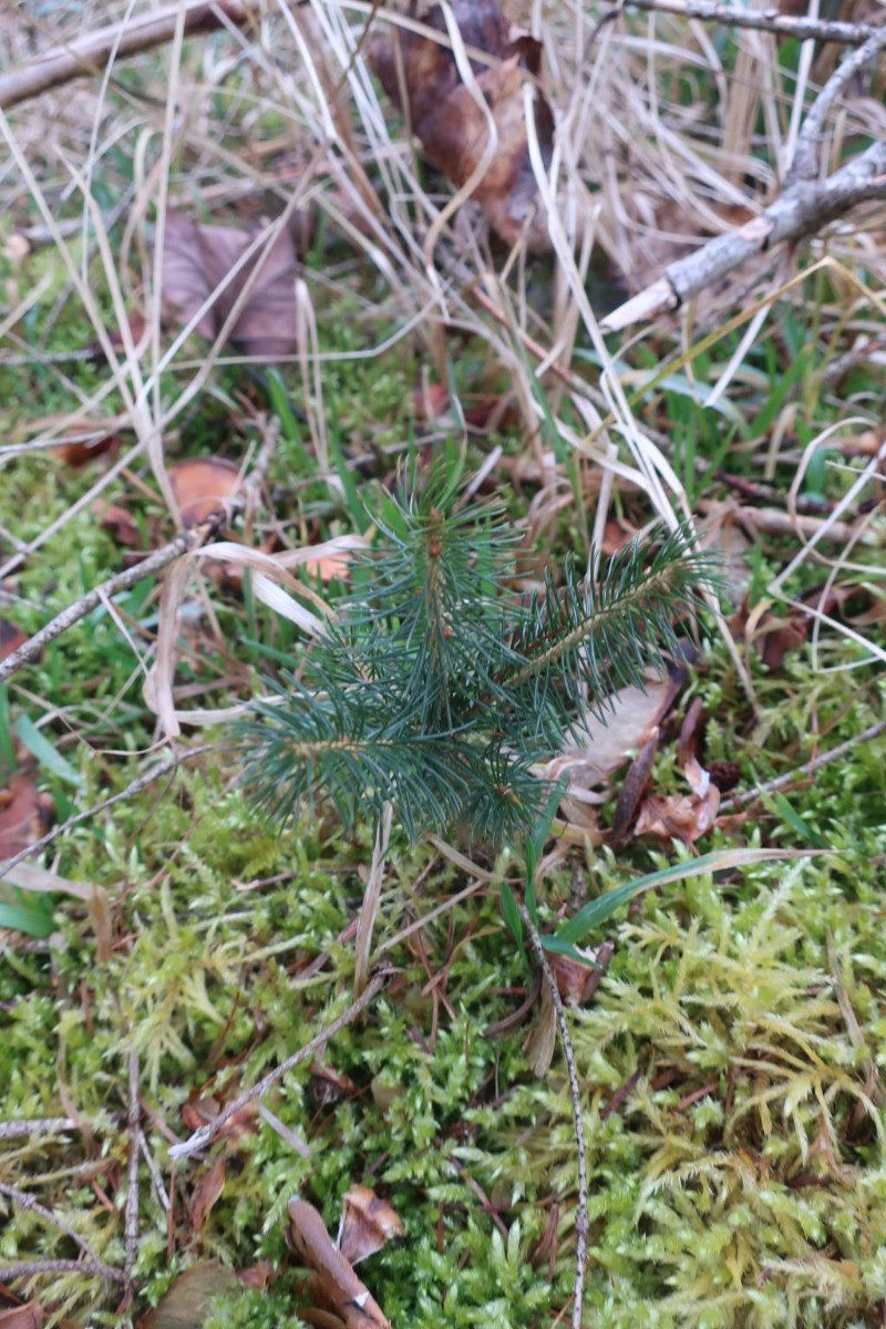 Picea abies 1_2025-03-01.jpg