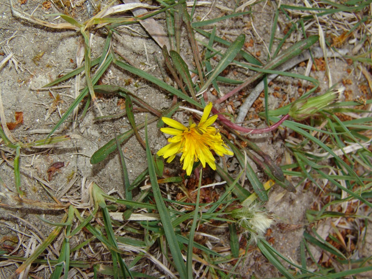 Taraxacum turfosum 18-47 Campingplatz Hegne G01a.jpg