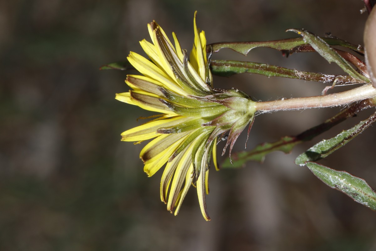 Taraxacum turfosum 22-097 Campingplatz Hegne A4.jpg