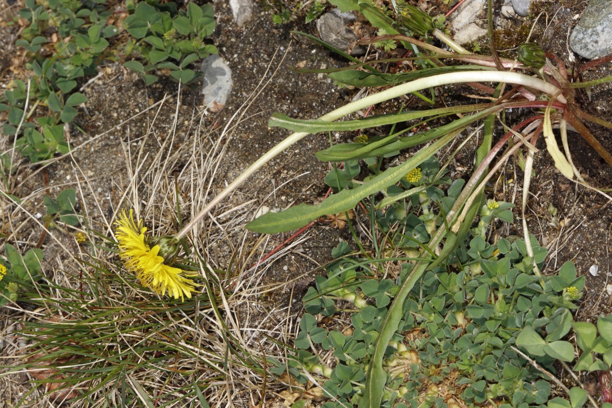 Taraxacum turfosum 22-099 Campingplatz Hegne A1.jpg