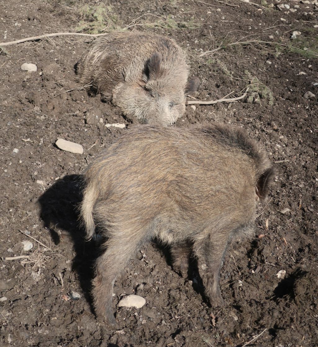 So ein Schweineleben hat schon was.