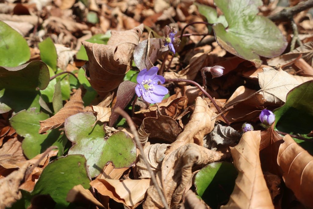 Vielleicht der erste Tag der Leberblümchen-Blüte am Lechhang.