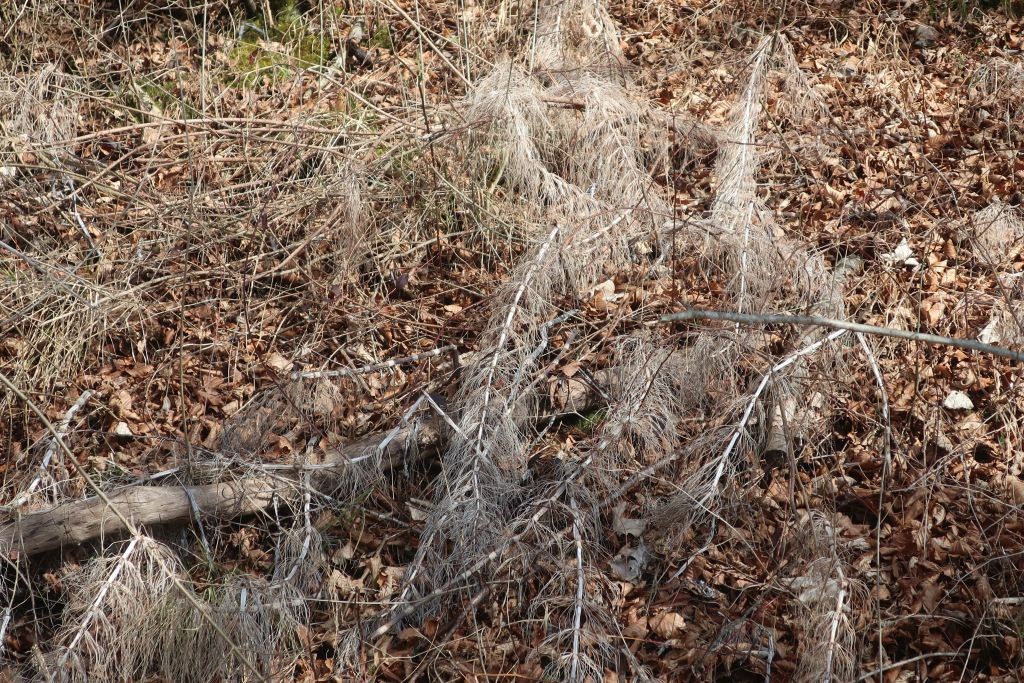 Equisetum telmateia vom Vorjahr an einem der zahlreichen Quellaustritte.