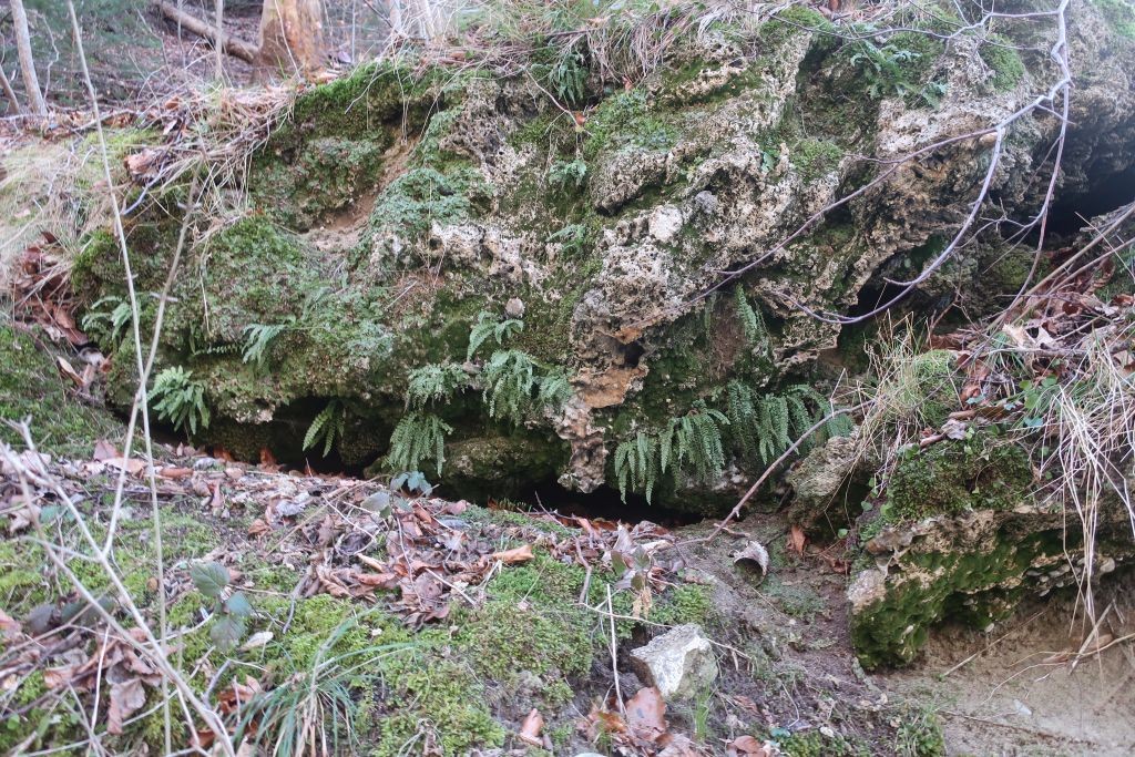 Höhepunkt der Tour war sicher der Weg durch eine Hangschlucht hoch zum kleinen Teufelsküchen-Stausee, der Trinkwasser für Landsberg liefert. In der Schlucht zahlreiche Farne, hier Asplenium viride.