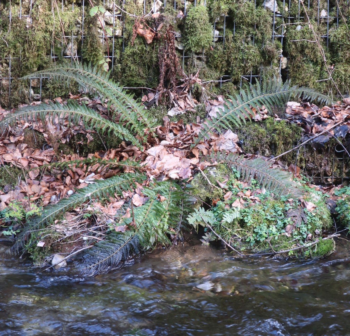 Das mächtigste Polystichum-Exemplar am Weg.