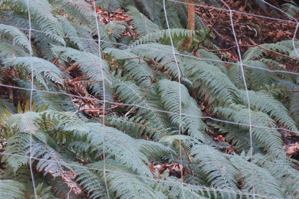 Der großartigste Bestand an Polystichunm aculeatum, den ich je gesehen habe.