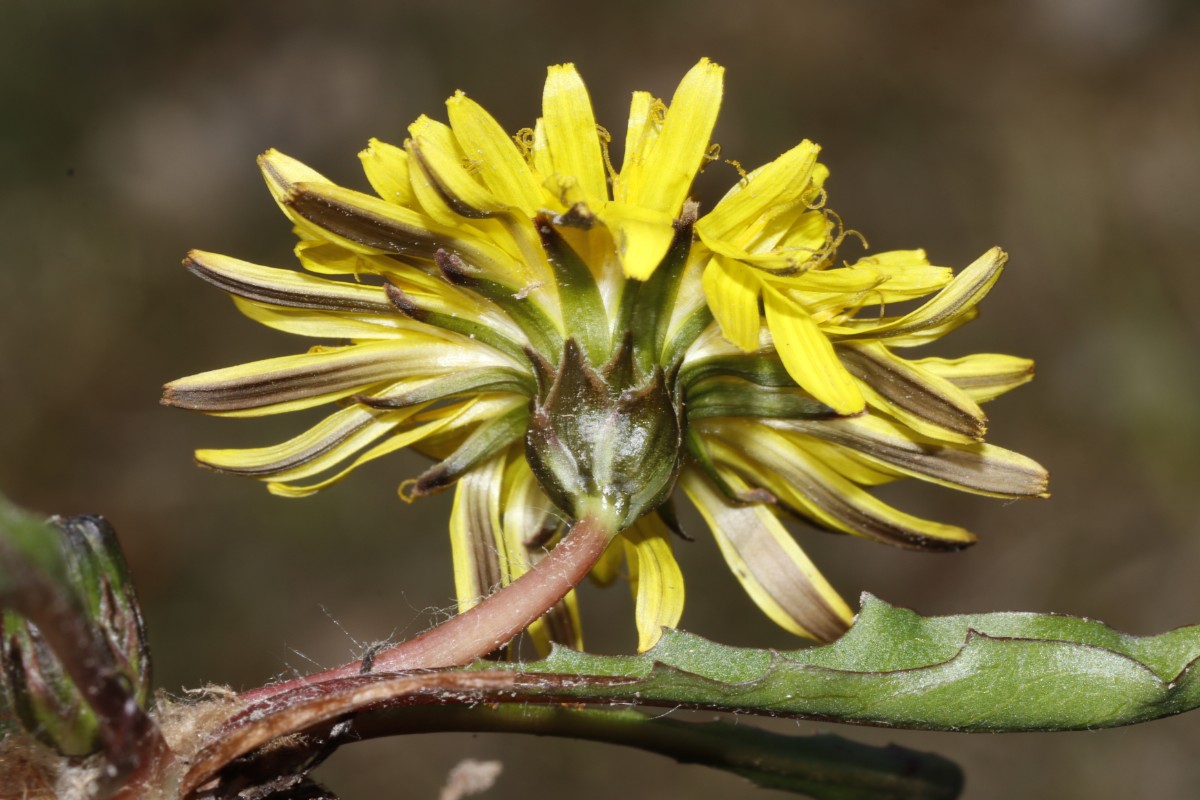 Taraxacum ciliare 21-46 StrandbadWallhausen A07.jpg