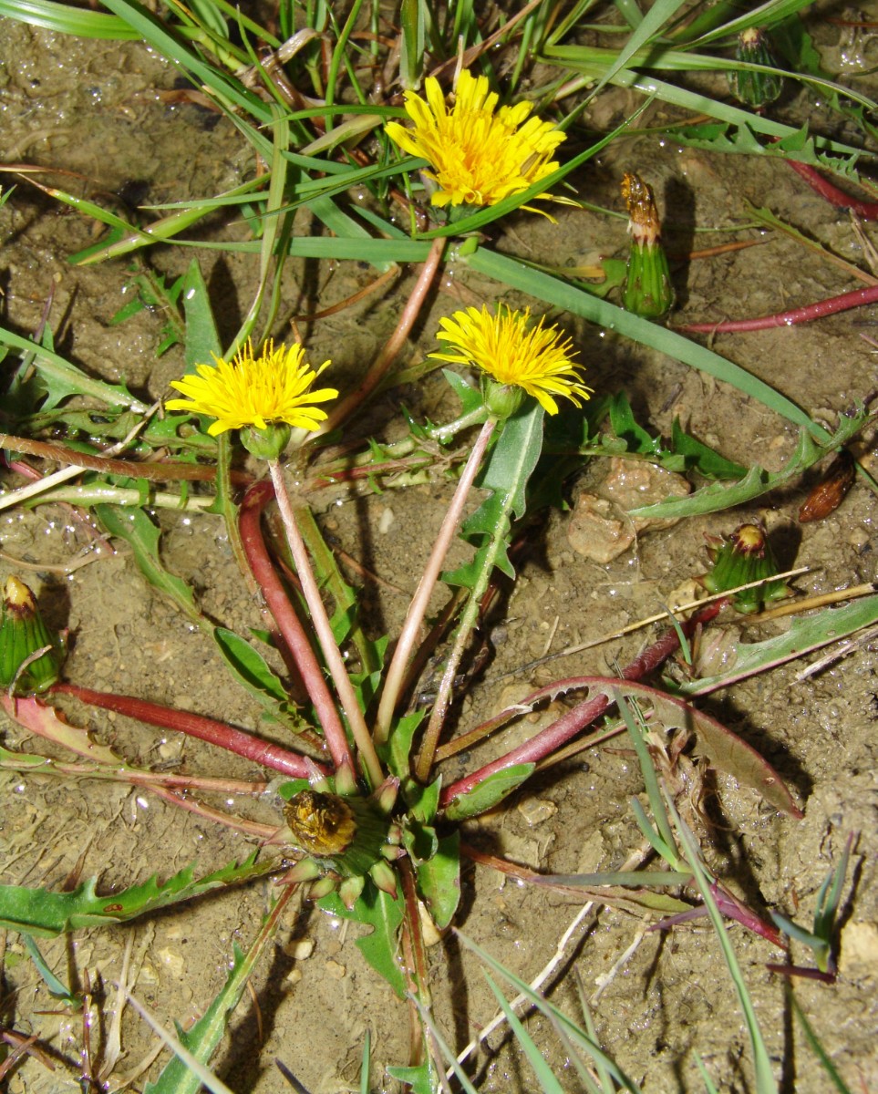 Taraxacum ciliare 19-177 Reinheim SL W Lohhof G01.jpg