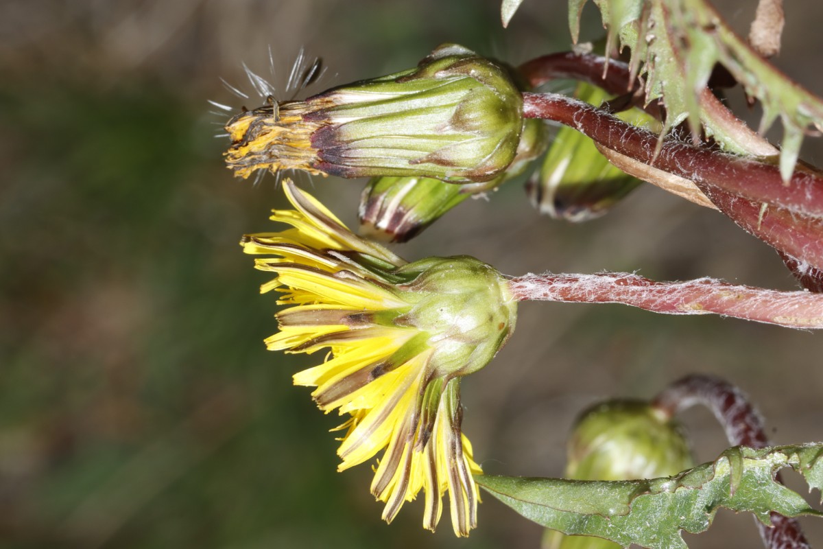 Taraxacum ciliare 21-118 Reinheim W Lachenhof A05.jpg