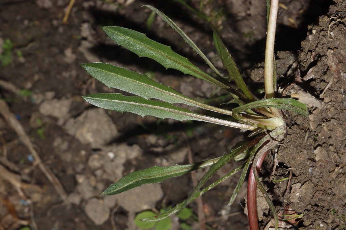 Taraxacum palustre Reinheim cultWe24 A04.jpg