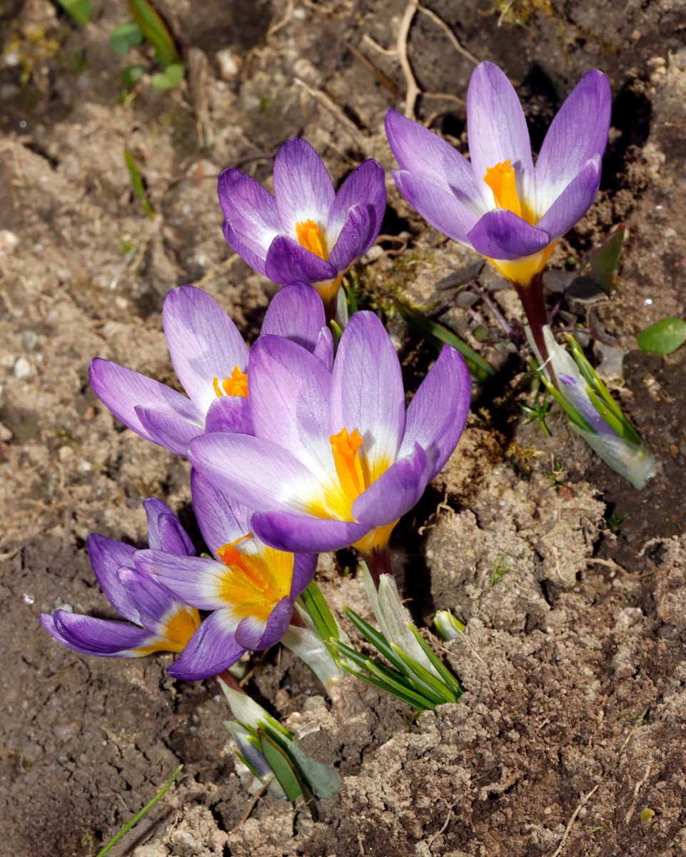 Crocus nivalis GartenWe25 A02.jpg