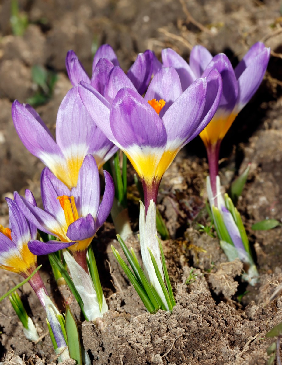 Crocus nivalis GartenWe25 A08.jpg