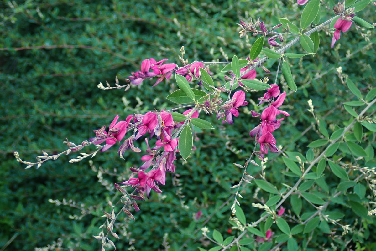 Lespedeza thunbergii-a_09-2022.jpg