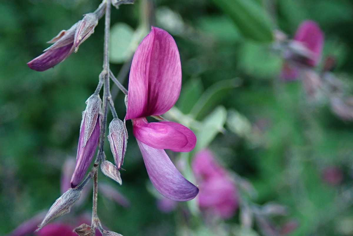 Lespedeza thunbergii-b_09-2022.jpg