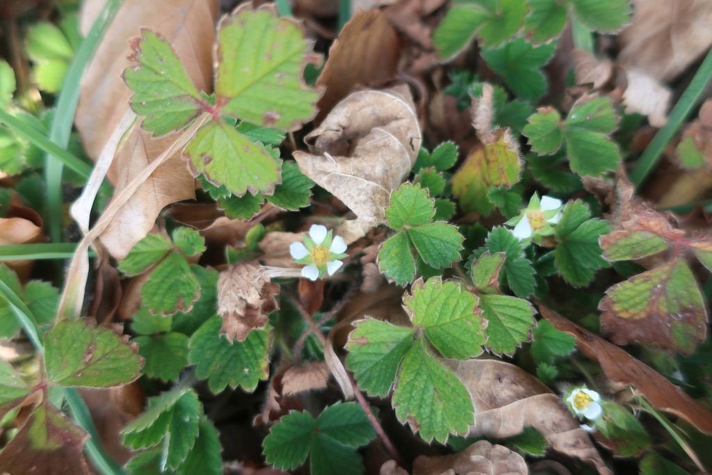 Potentilla sterilis 8_Walleshausen_2025-03-07.jpg