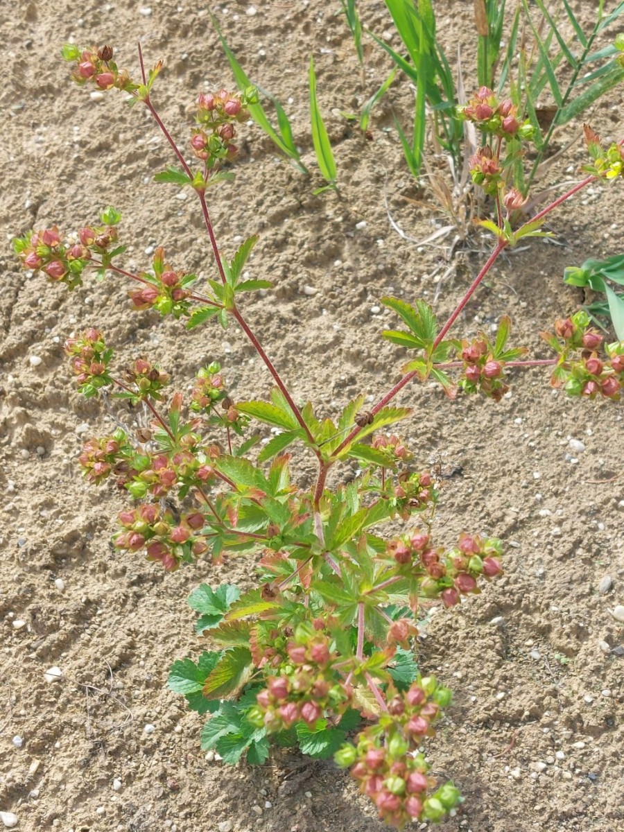 Potentilla 2_2022-09-06.jpg