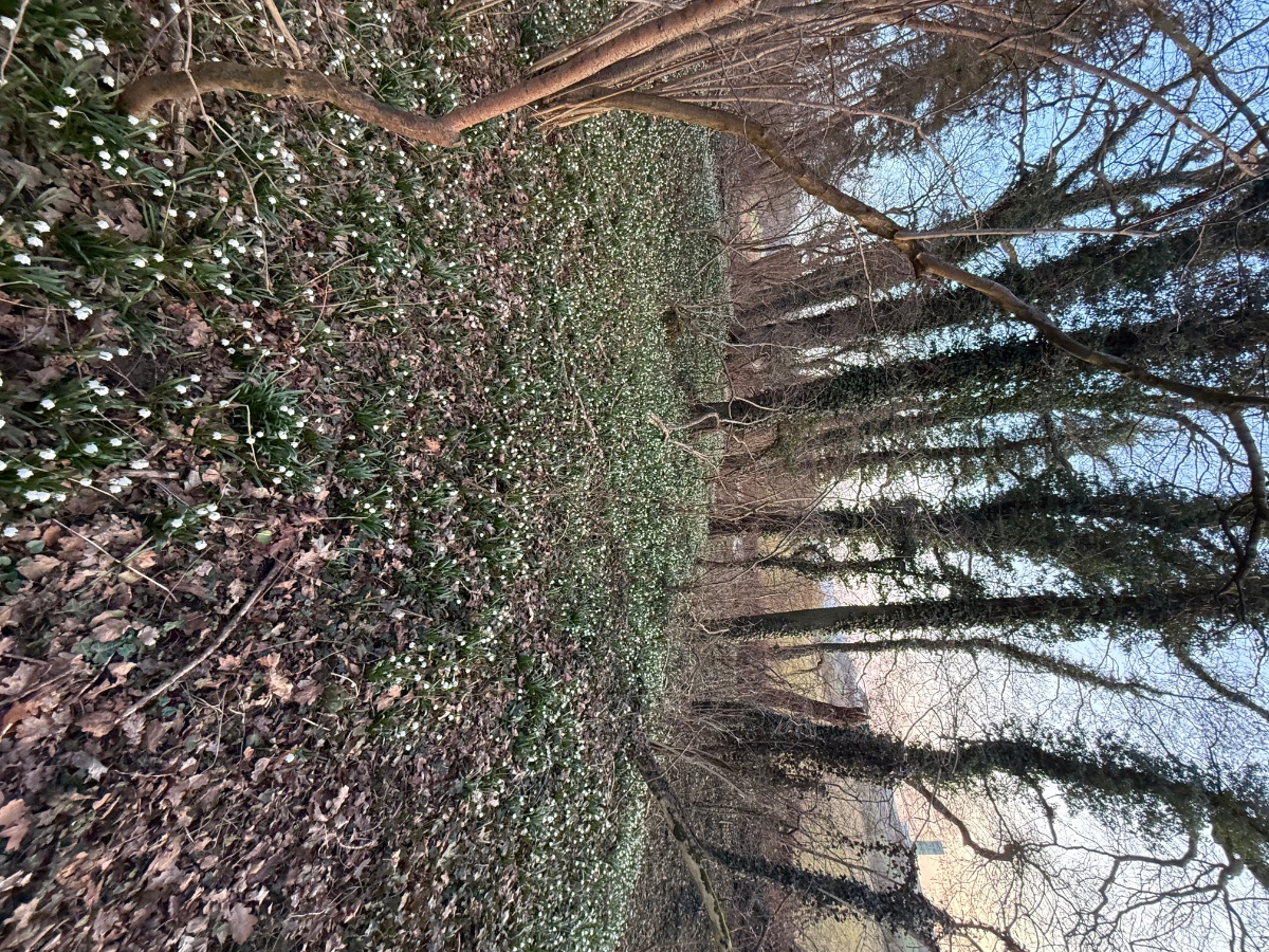 IMG_8397.jpeg