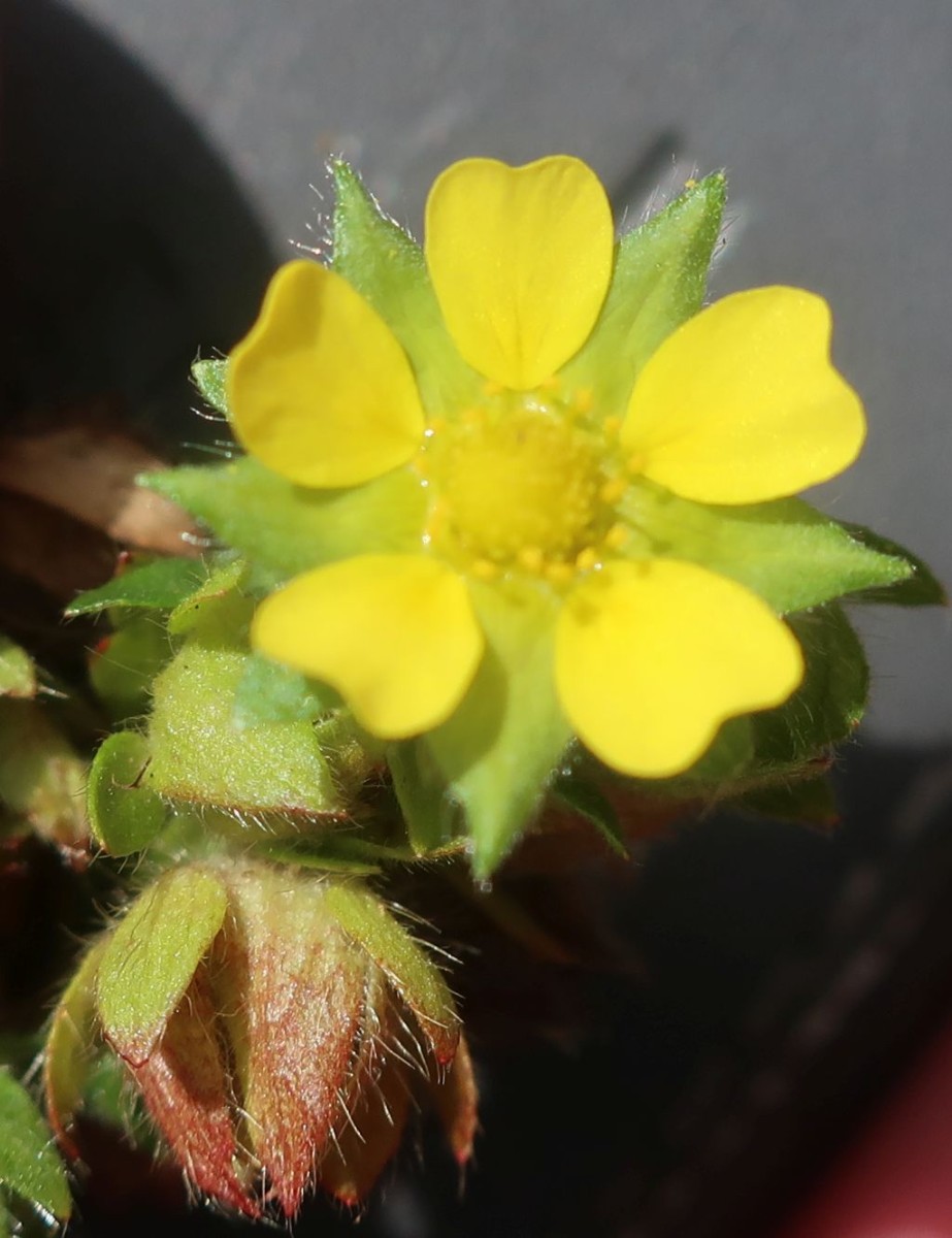 Potentilla 1_2022-09-06.jpg