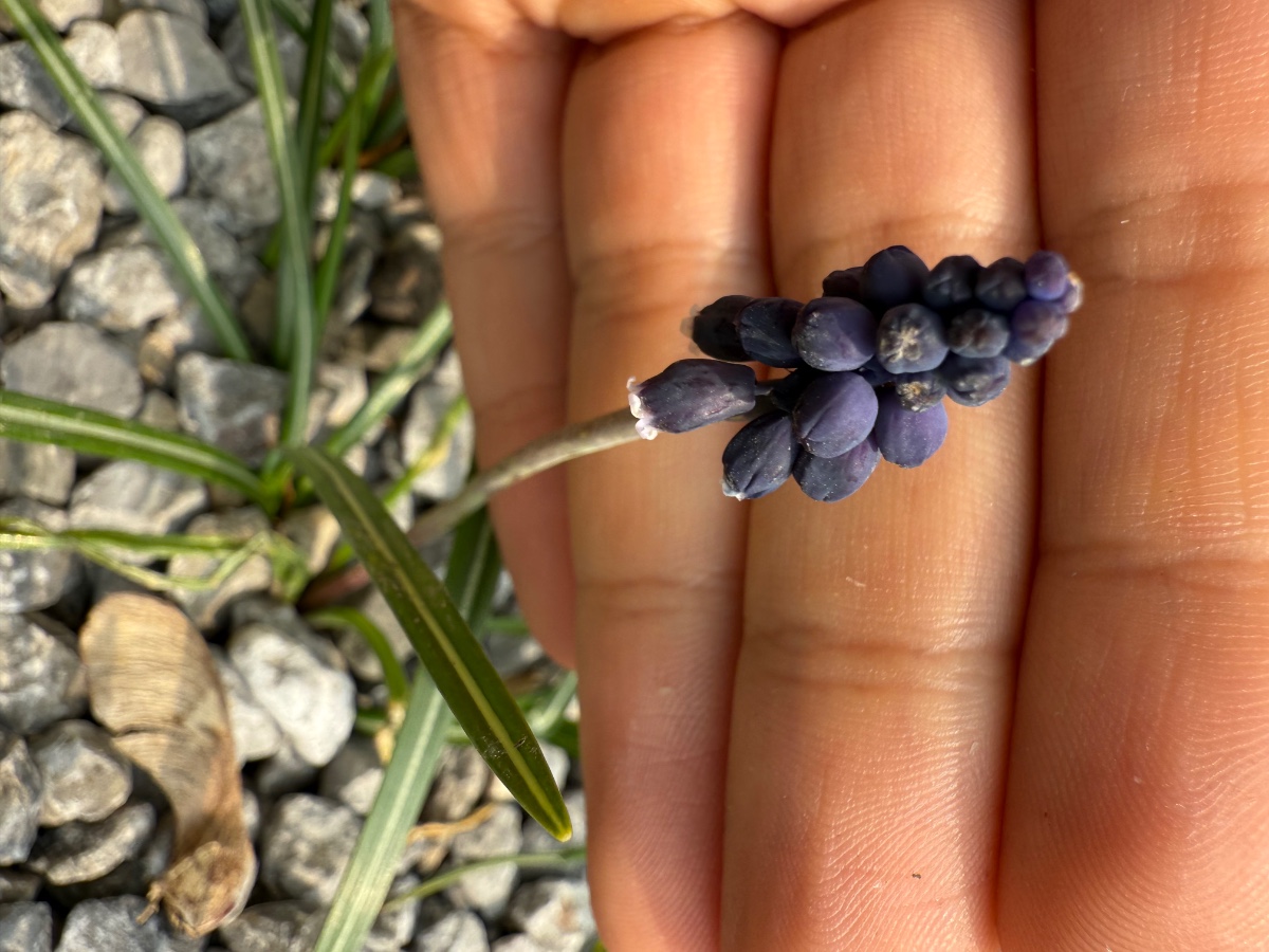 Muscari Neglectum