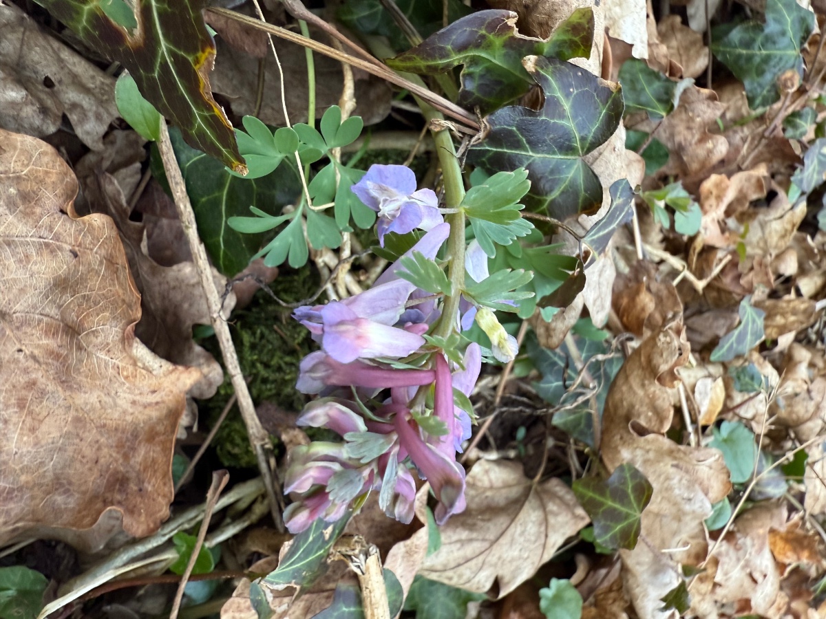 Corydalis