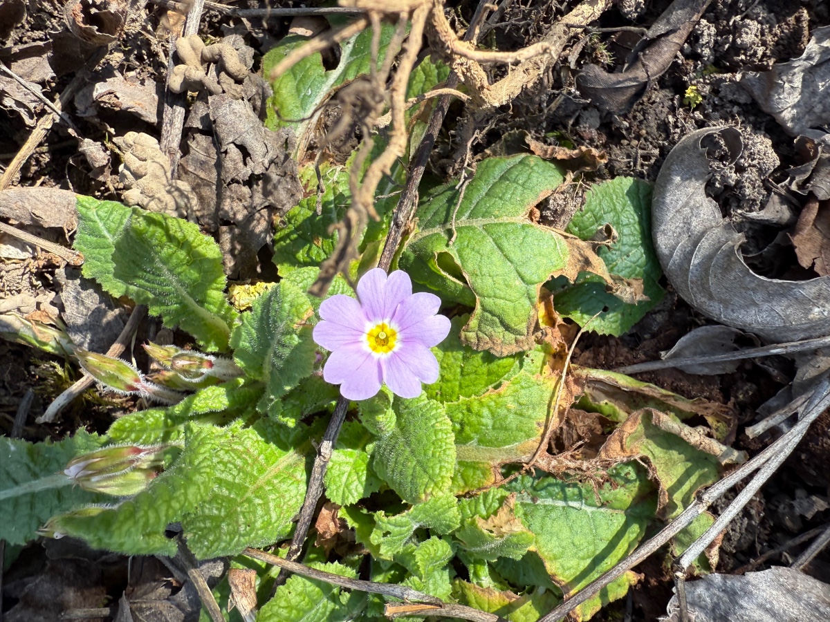 Primula acaulis ssp. sibthorpii