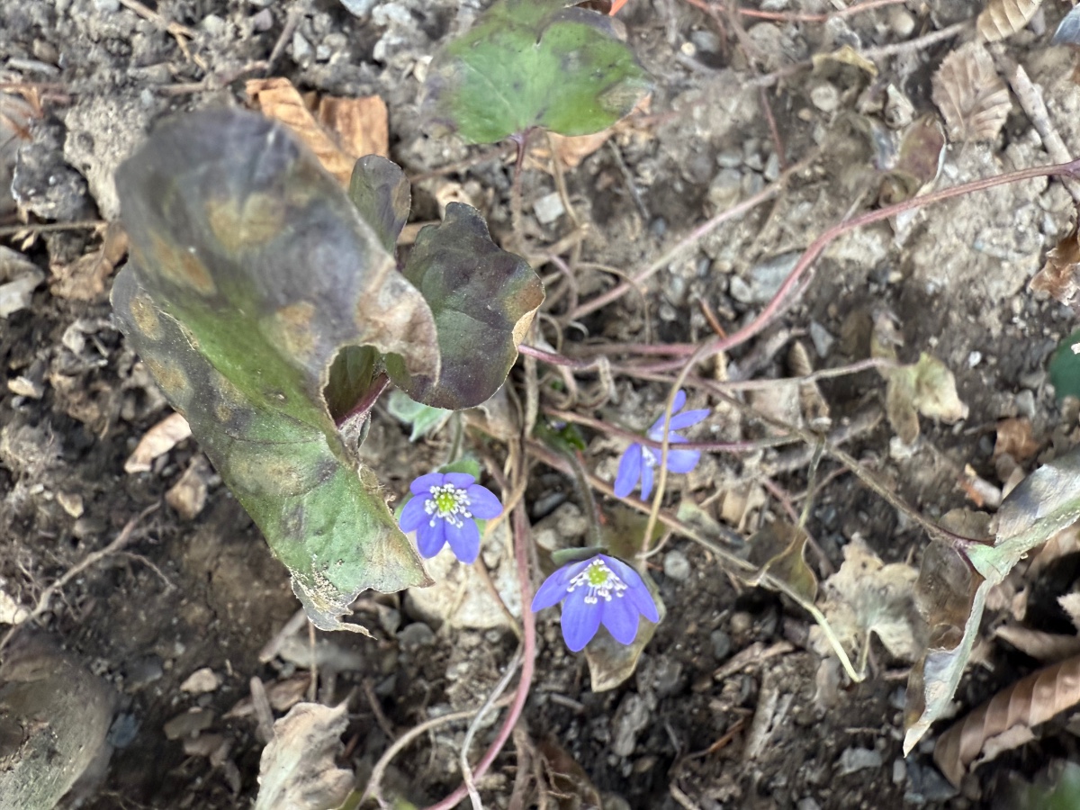 Hepatica