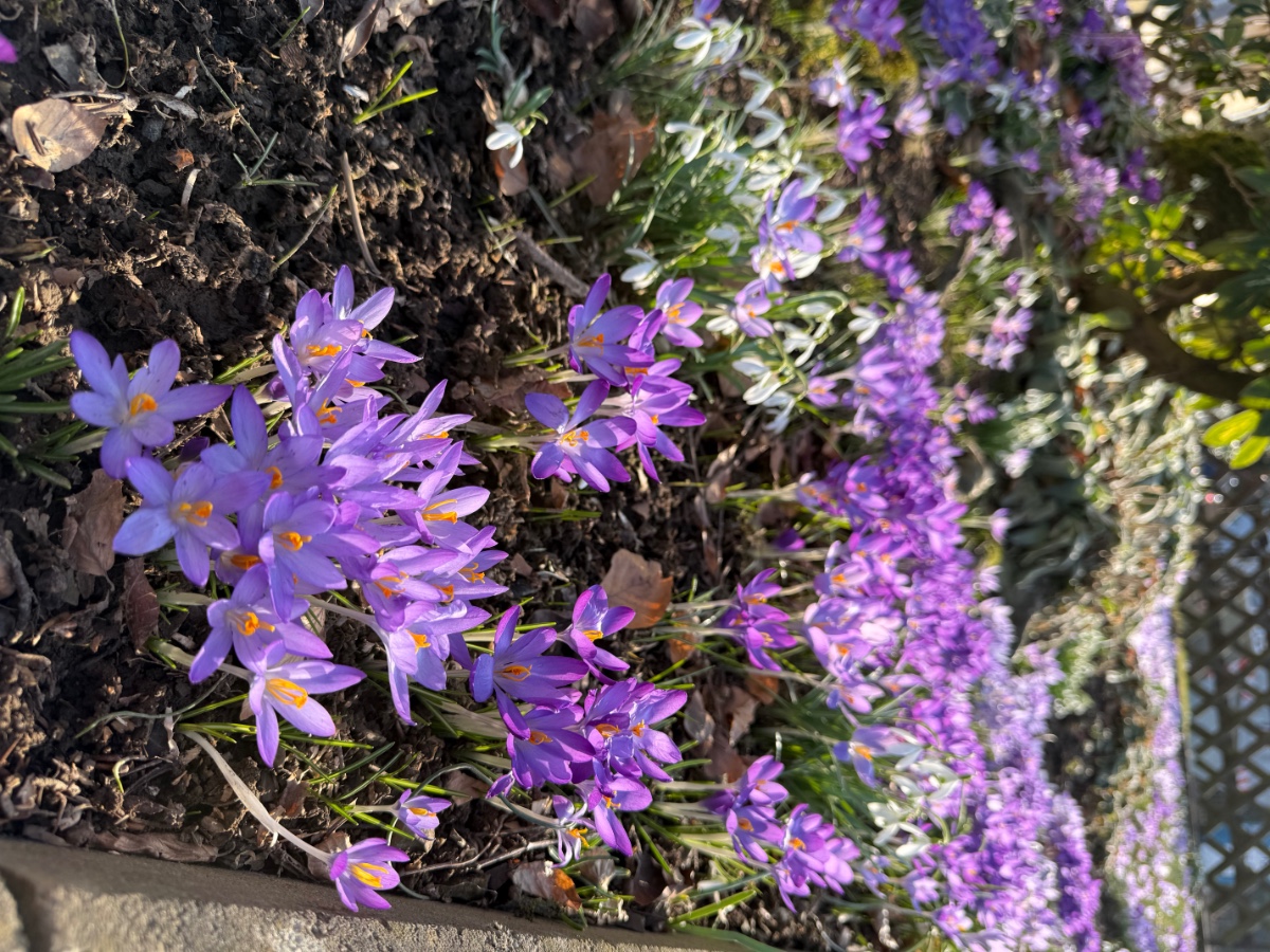 Crocus Tommi Sorten