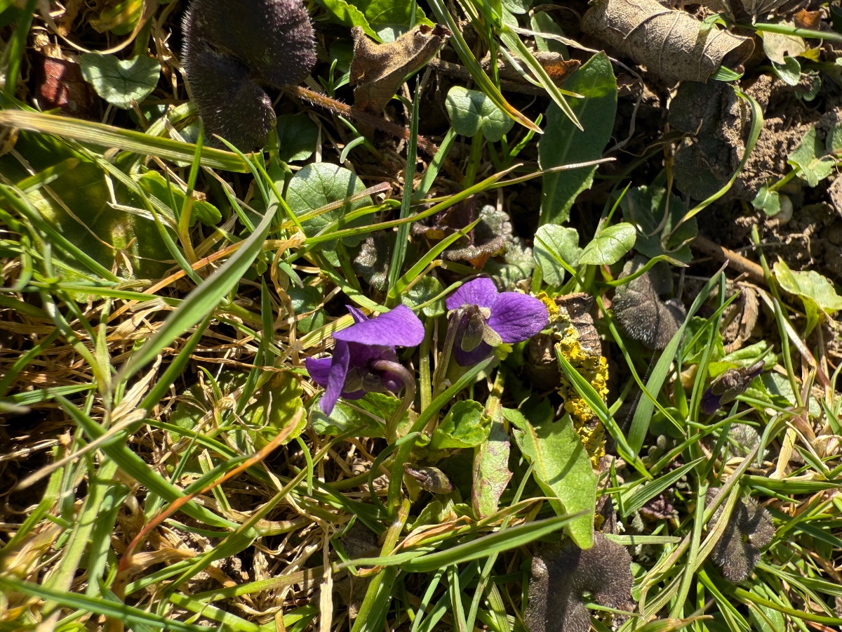 Viola Odorata