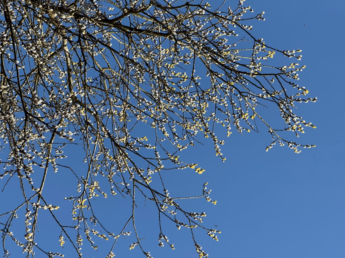 Salix Caprea
