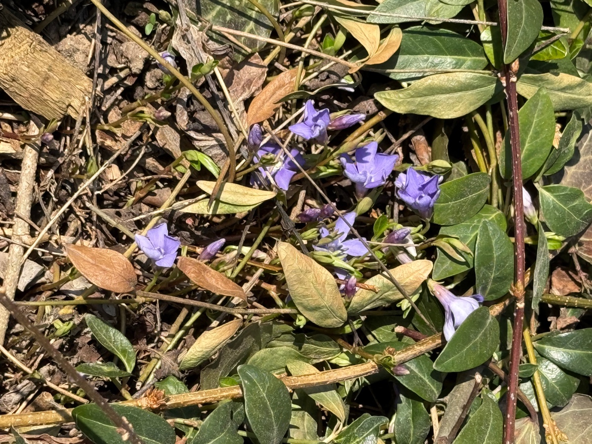 Vinca