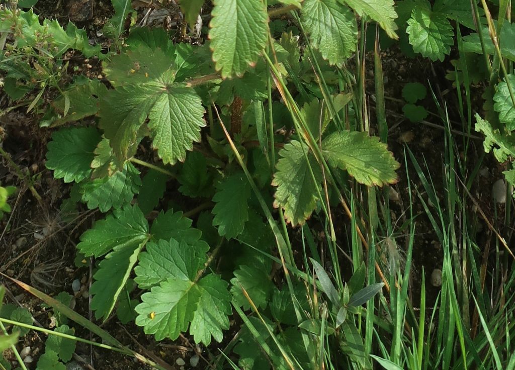 Potentilla 6_2022-09-06.jpg