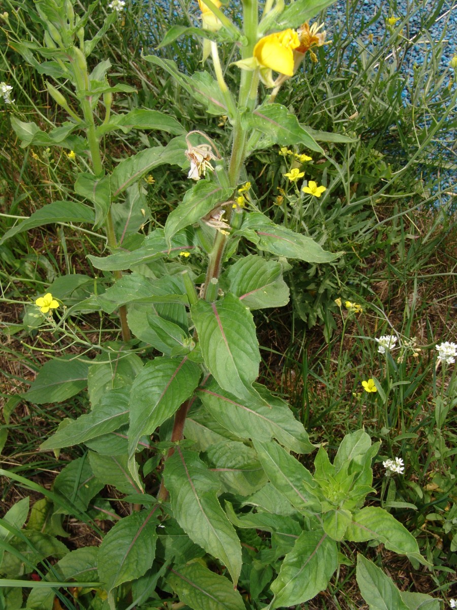Oenothera paradoxa (conf HK) Kreisel N Philippsburg G05.jpg