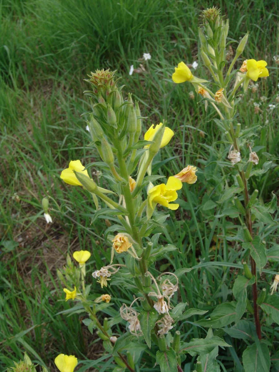 Oenothera paradoxa (conf HK) Kreisel N Philippsburg G24.jpg