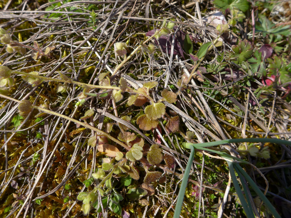 P1850059_D,RP,Kallstadt (206).JPG