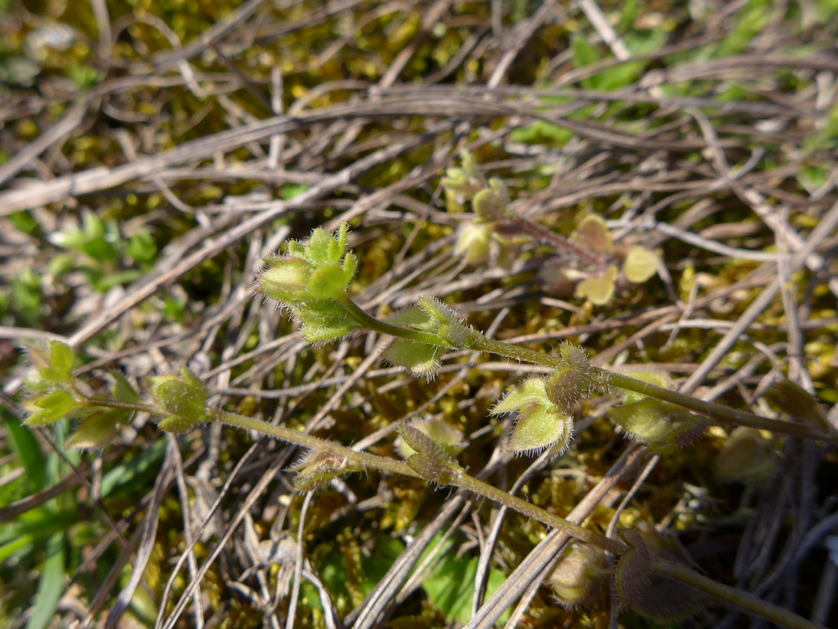 P1850059_D,RP,Kallstadt (207).JPG