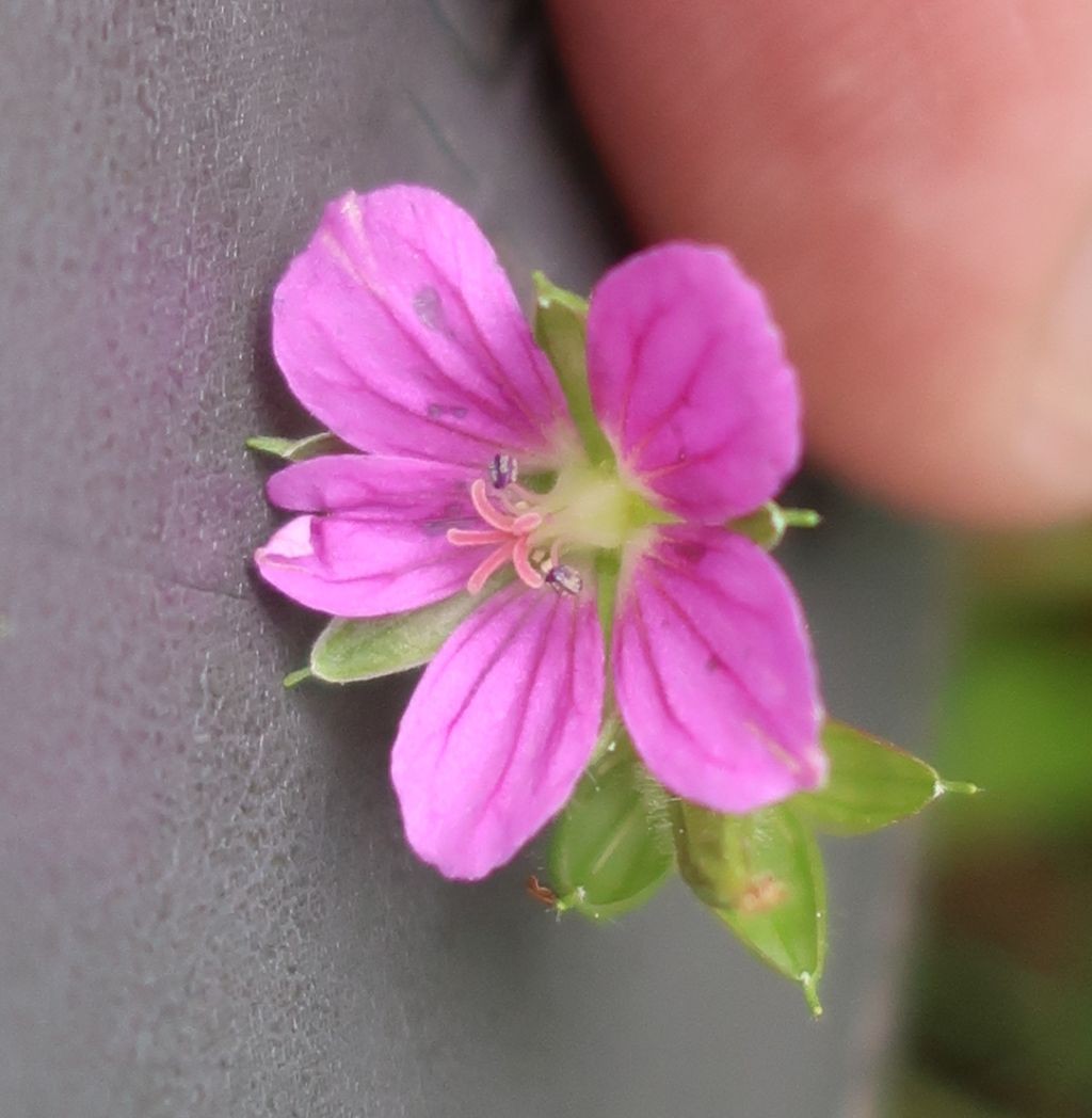 Geranium 5_2022-09-06.jpg